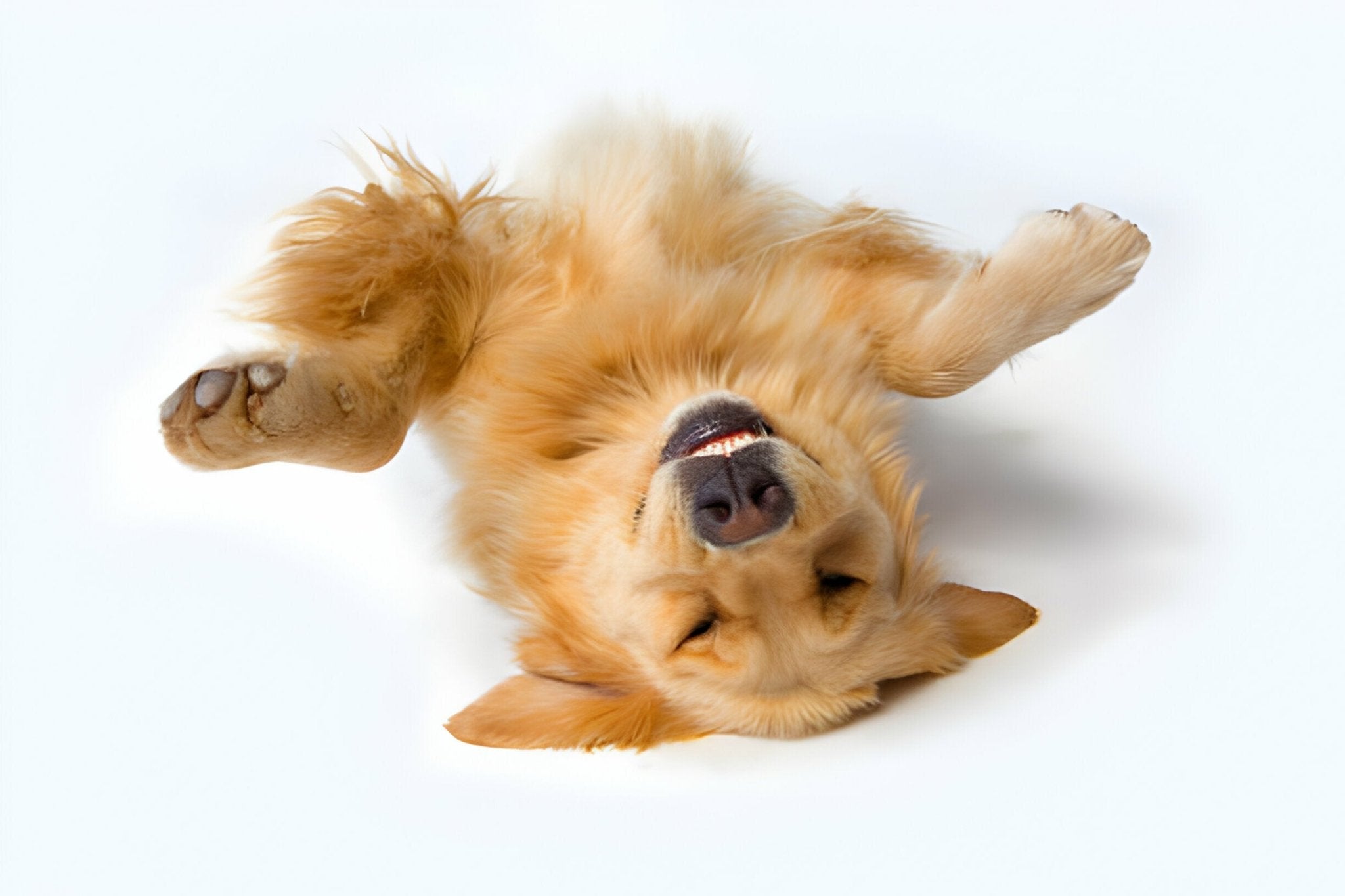 Arthrose bei Hunden - paawy