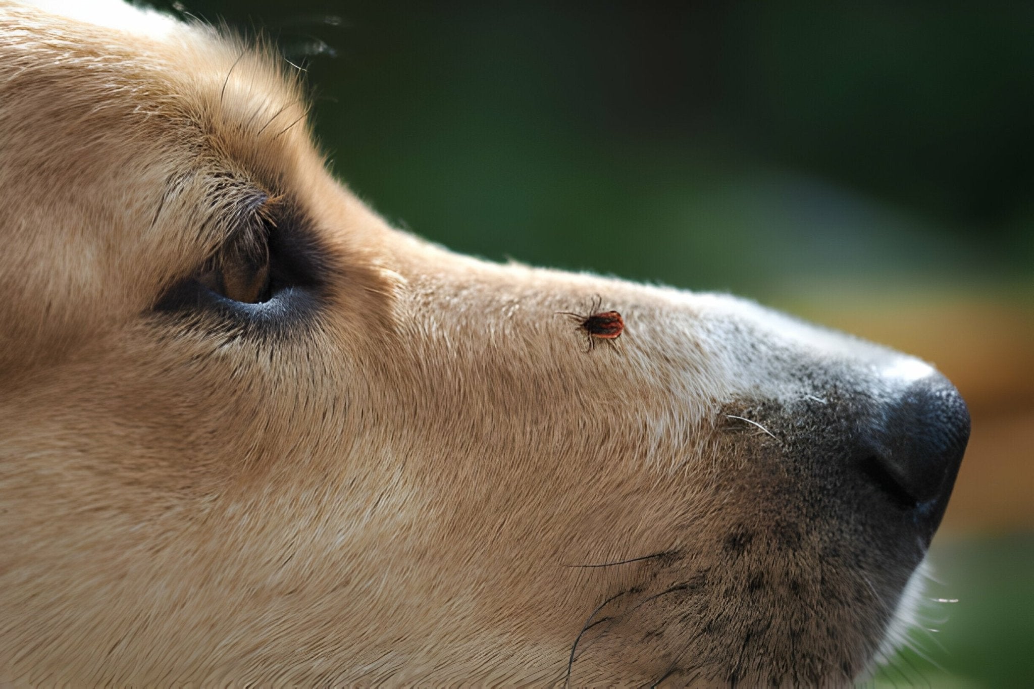Borreliose und Gelenkschmerzen - paawy