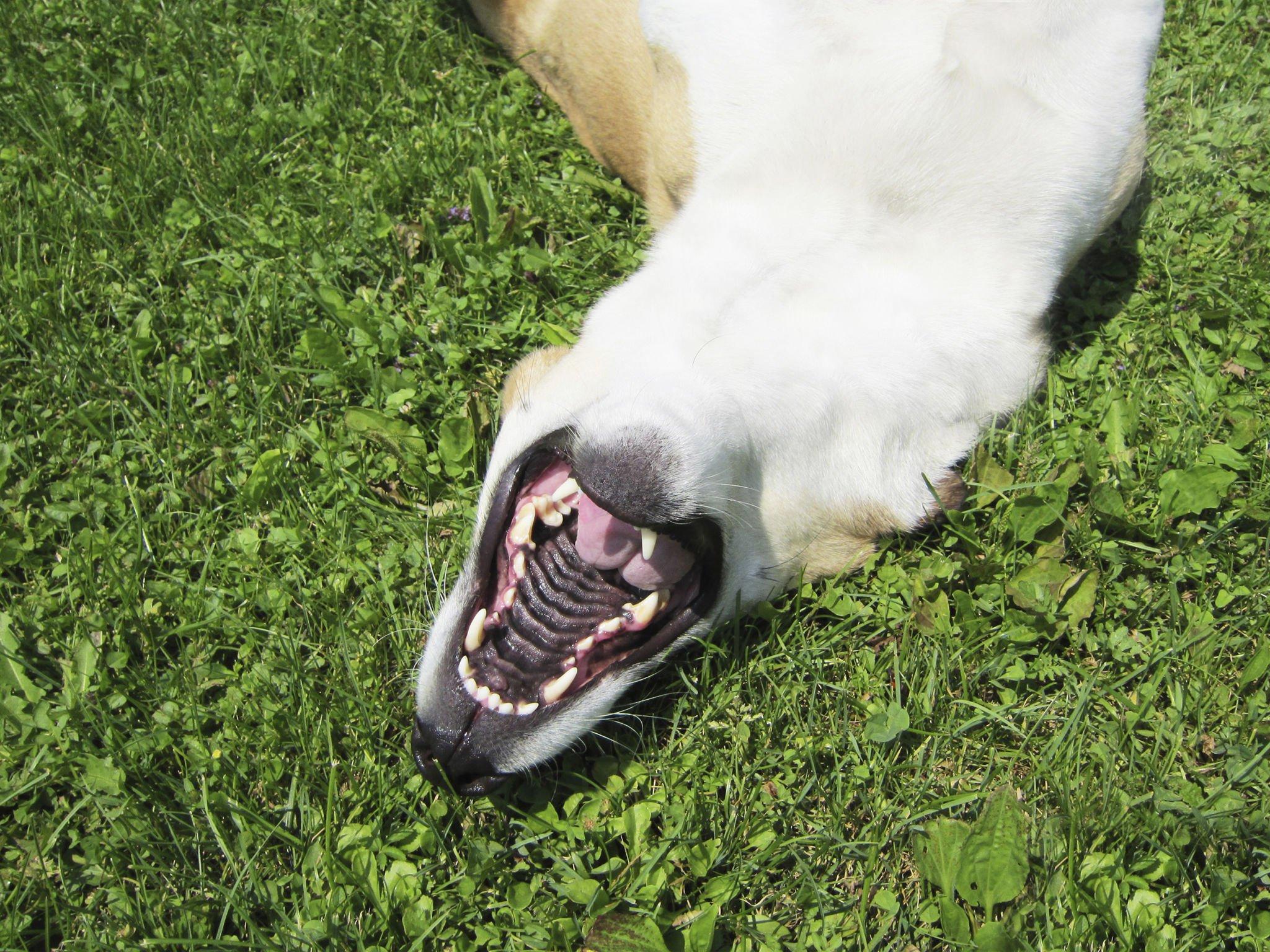Das Hundegebiss: Ein Meisterwerk der Natur - paawy