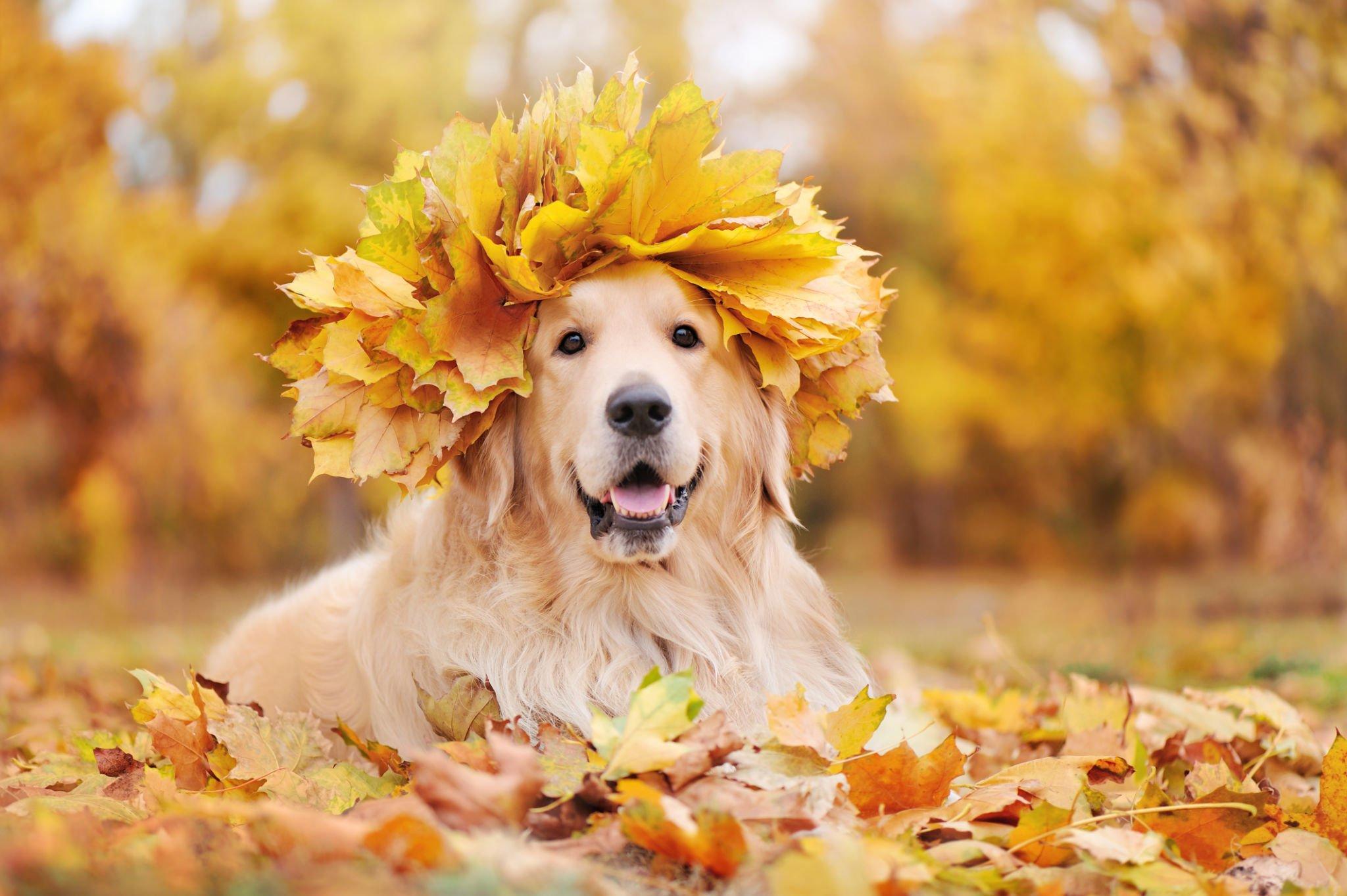 Die richtige Pflege deines Hundes im Herbst - paawy
