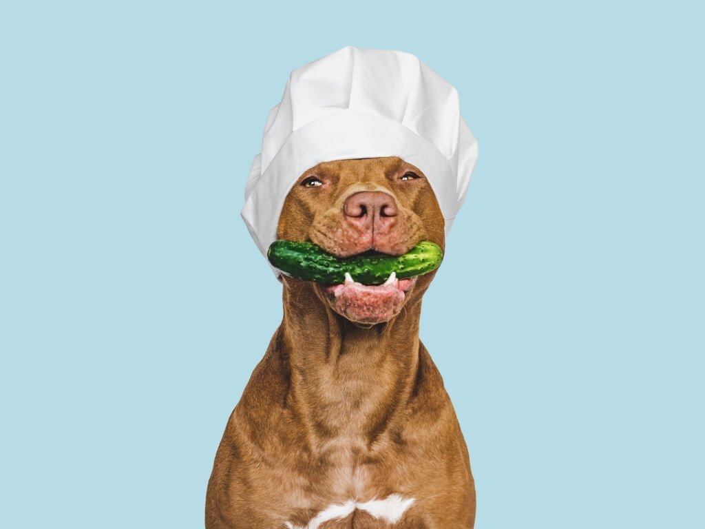 Dürfen Hunde Gurken essen? Eine umfassende Untersuchung der Fakten - paawy