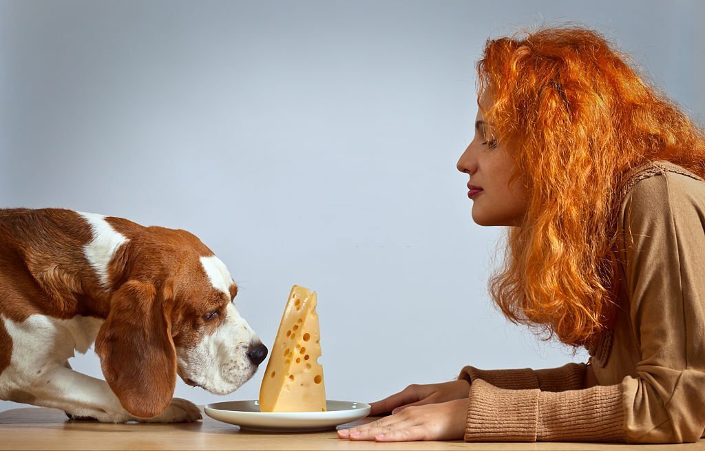 Dürfen Hunde Käse essen? Die Wahrheit über den Snack - paawy