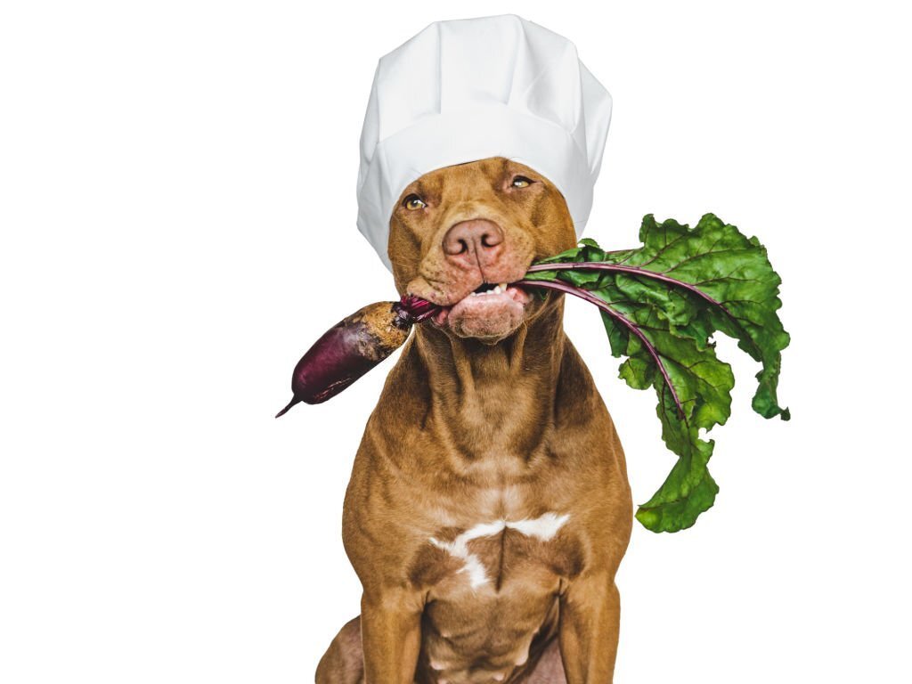 Dürfen Hunde rote Bete essen? Vor- und Nachteile erklärt - paawy