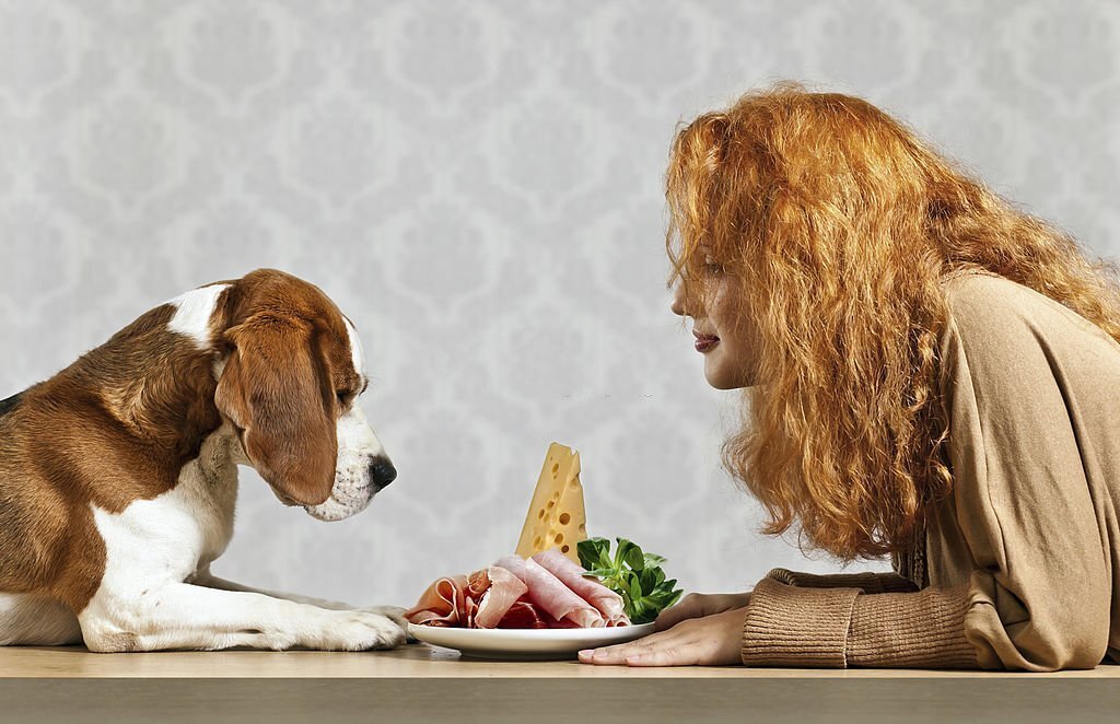 Dürfen Hunde Schinken essen? Was du beachten musst - paawy