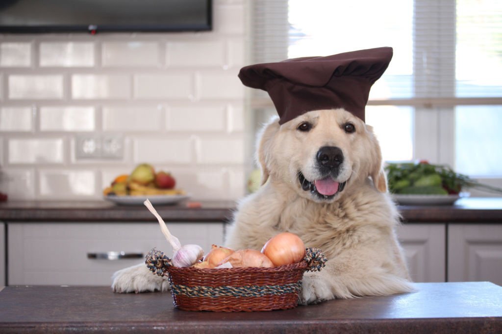 Dürfen Hunde Zwiebel essen? Ein Blick auf die gesundheitlichen Risiken - paawy