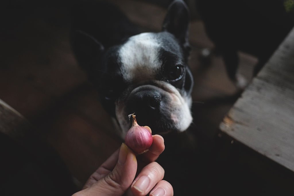 Dürfen Hunde Zwiebeln essen? Gefahren einer Zwiebelvergiftung - paawy