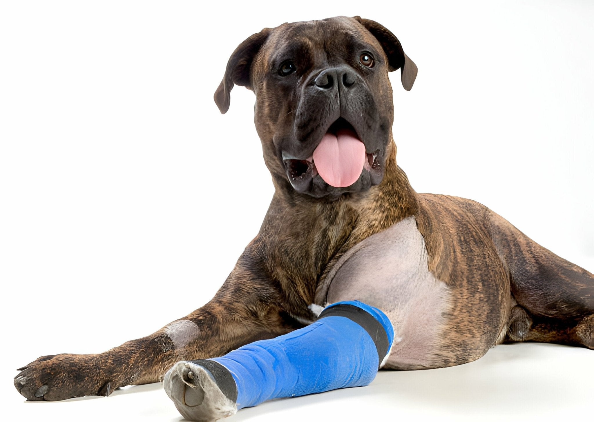 Ellbogengelenksdysplasie bei Hunden - paawy