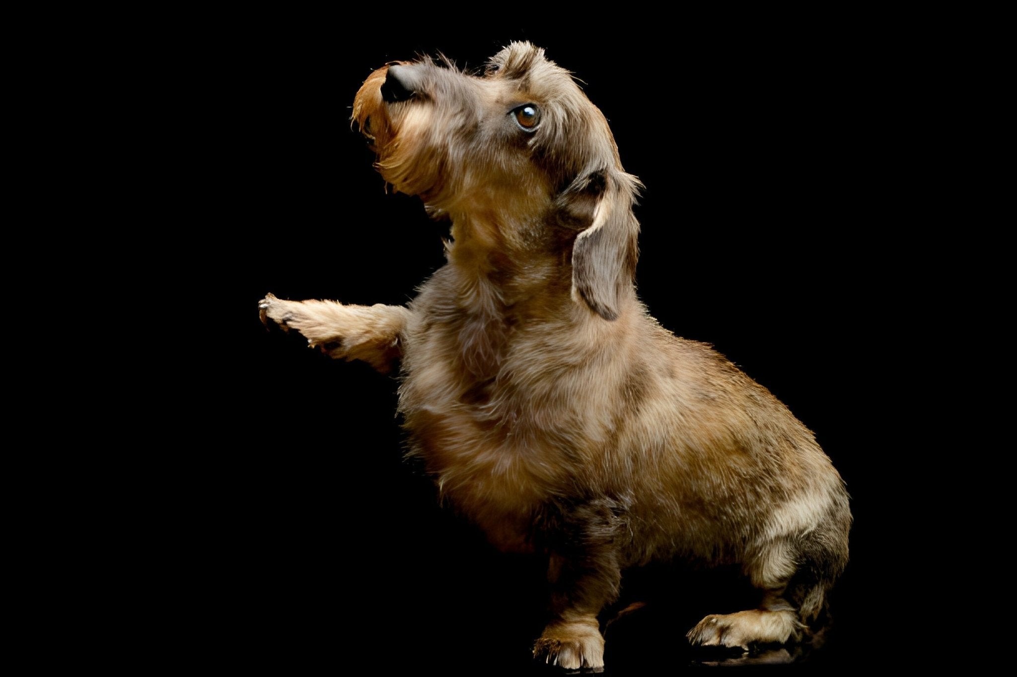 Hilfe mein Hund humpelt! Das musst du jetzt tun. - paawy