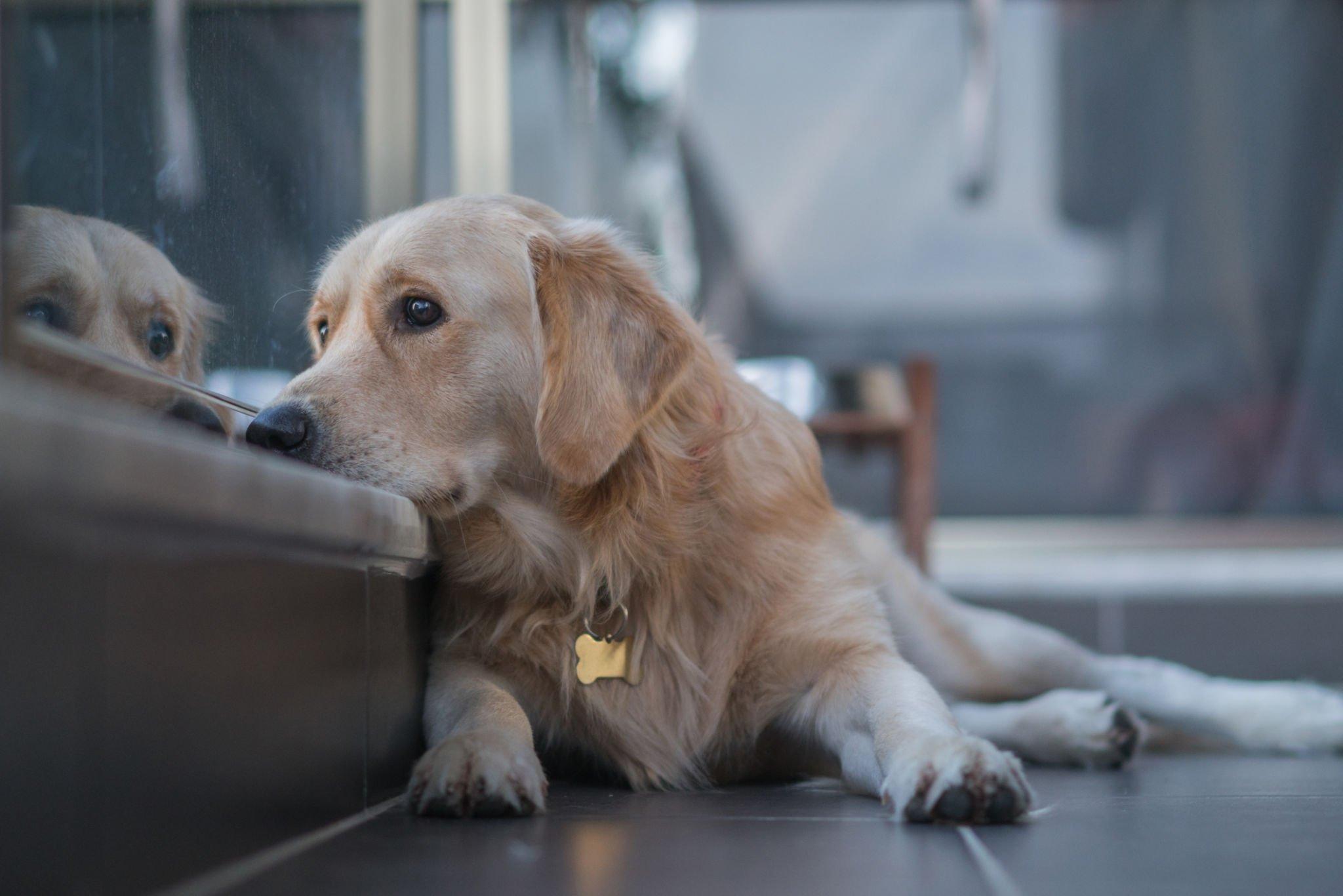 Können Hunde Depressionen Haben? Ein Blick auf die Emotionale Gesundheit - paawy