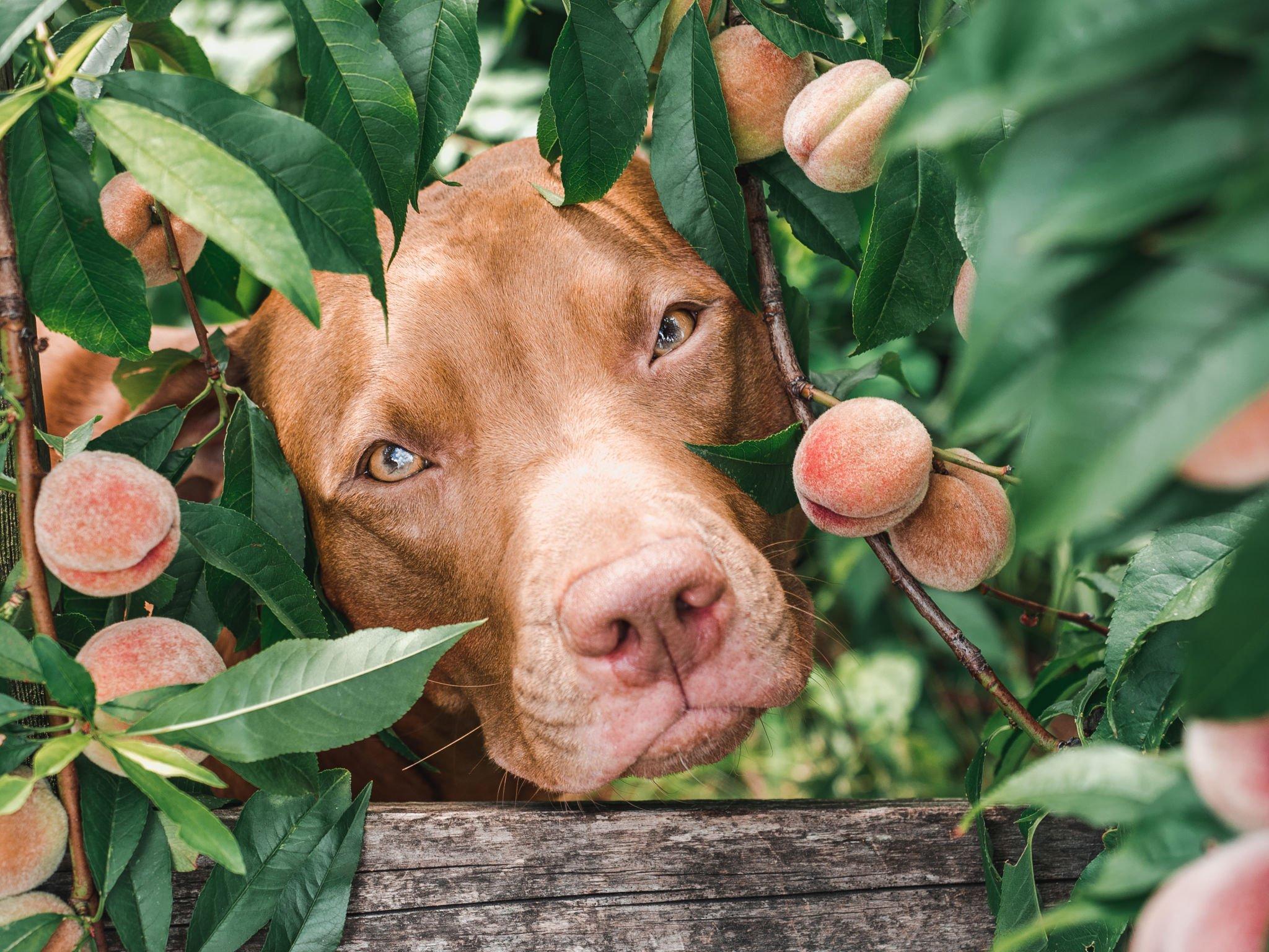 Pfirsiche für Hunde: Dürfen Hunde Pfirsiche essen?