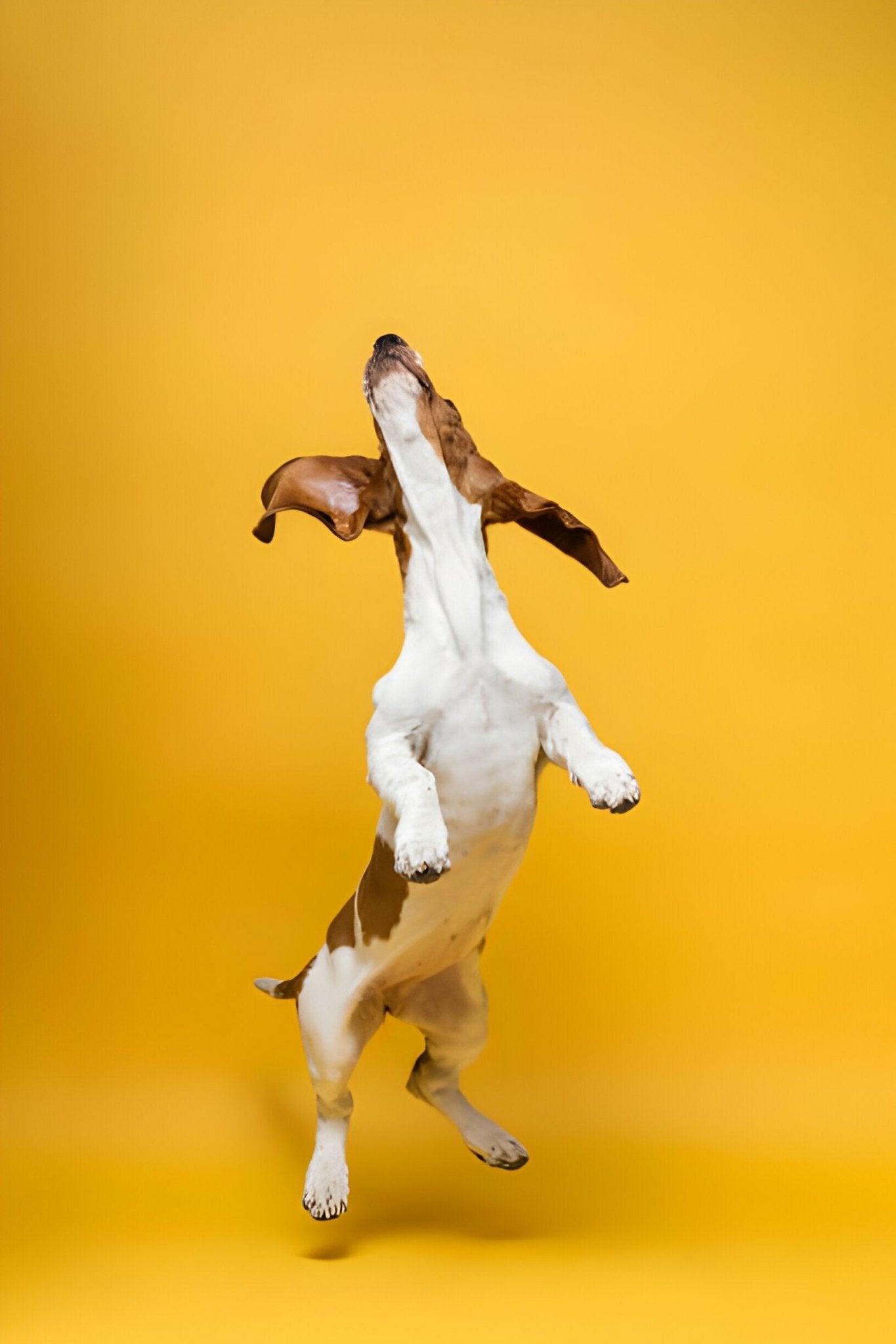 Neue Wege mit Librela: Schmerzlinderung bei Hunden - paawy