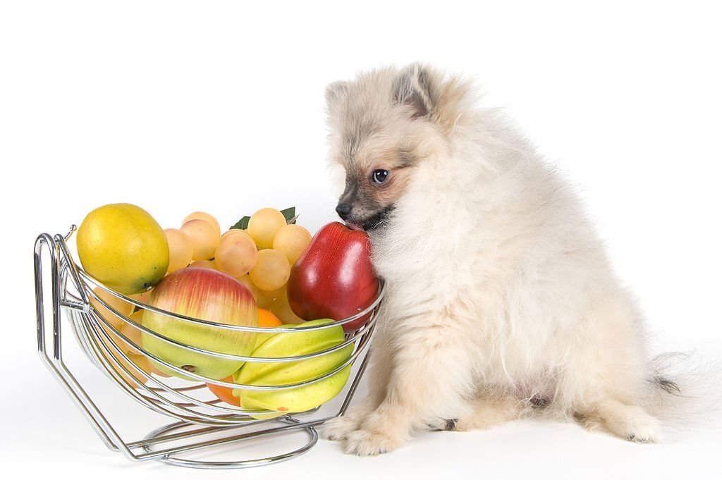 Obst für Hunde: Tipps für die richtige Fütterung von Obst - paawy