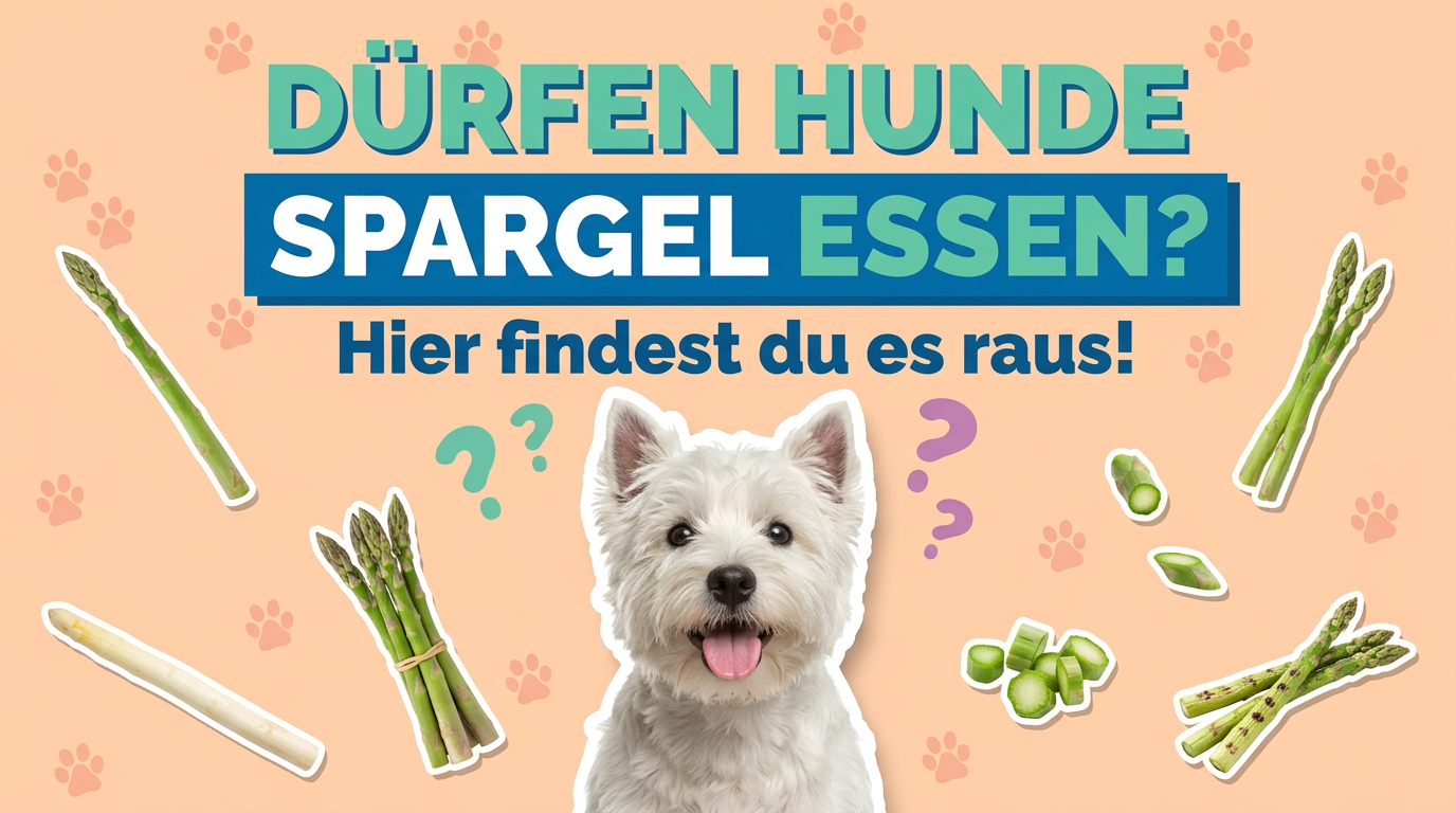 Dürfen Hunde Spargel essen? Hier findest du es raus!
