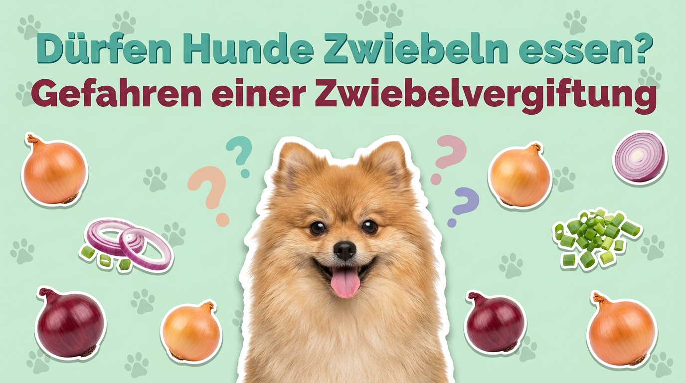 Dürfen Hunde Zwiebeln essen? Gefahren einer Zwiebelvergiftung