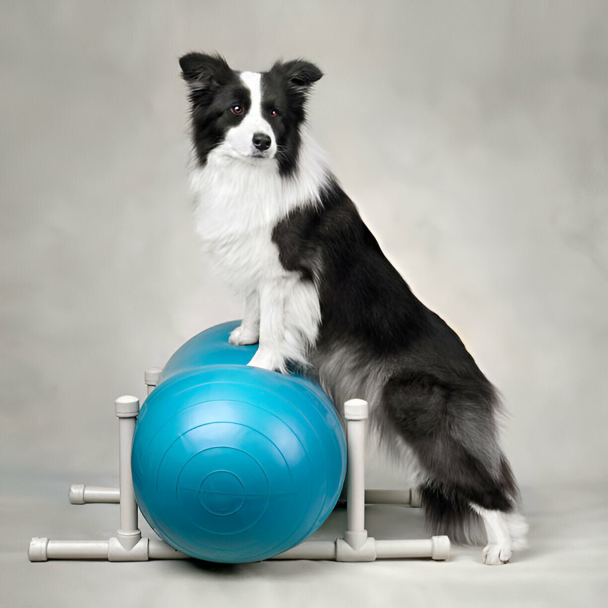 Physiotherapie bei Hunden - paawy