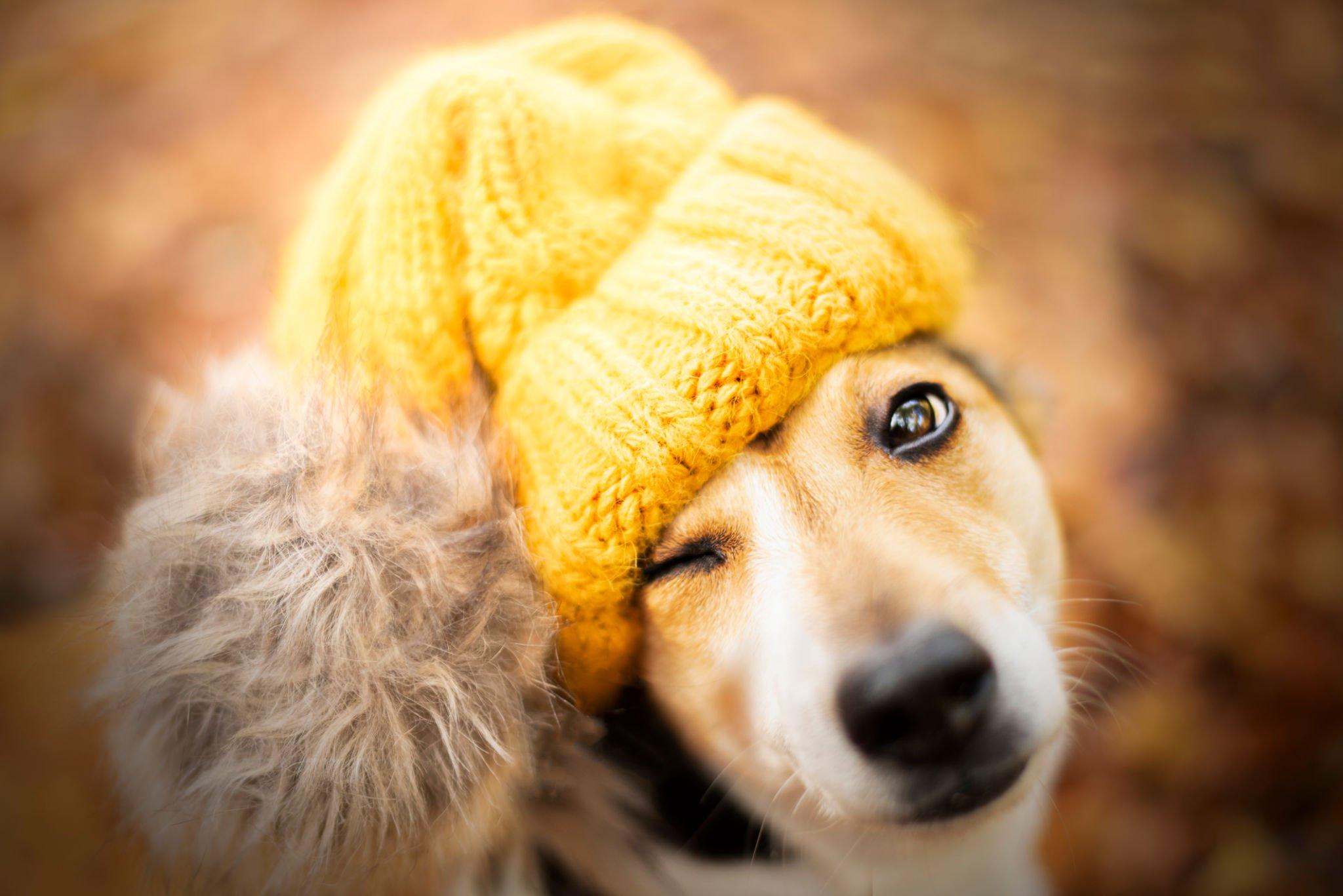 Wie du erkennst, dass dein Hund friert und wie du ihm hilfst - paawy