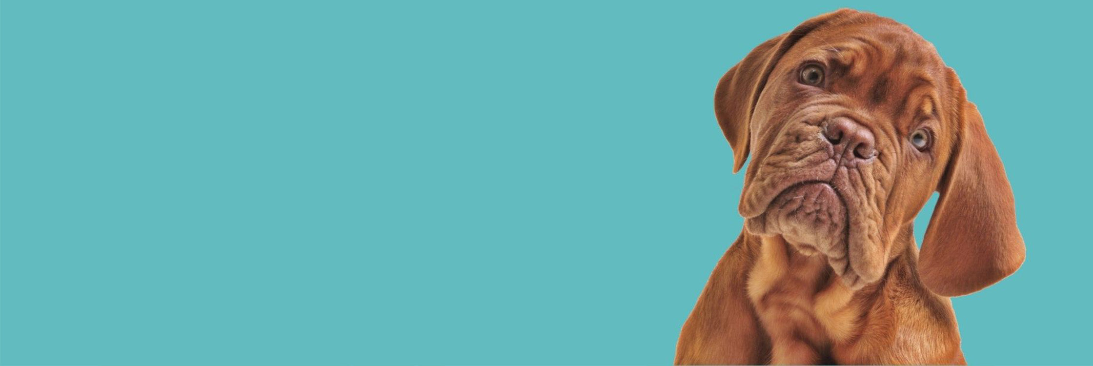 A brown puppy with wrinkled skin and droopy ears tilts its head adorably against a solid teal background.