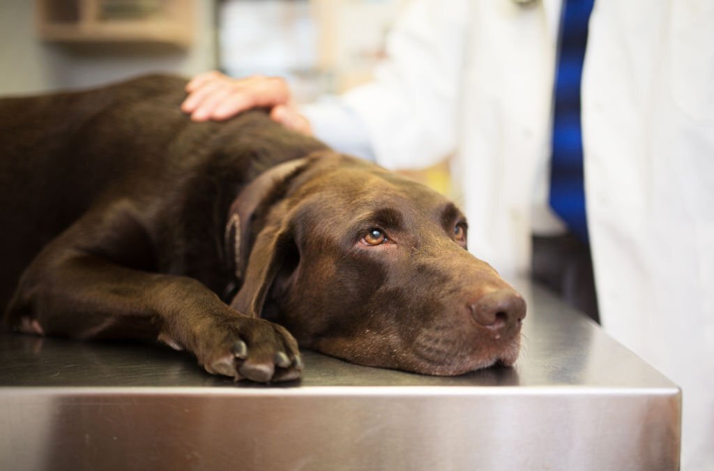 Hüftdysplasie beim Hund: Alles, was du wissen musst