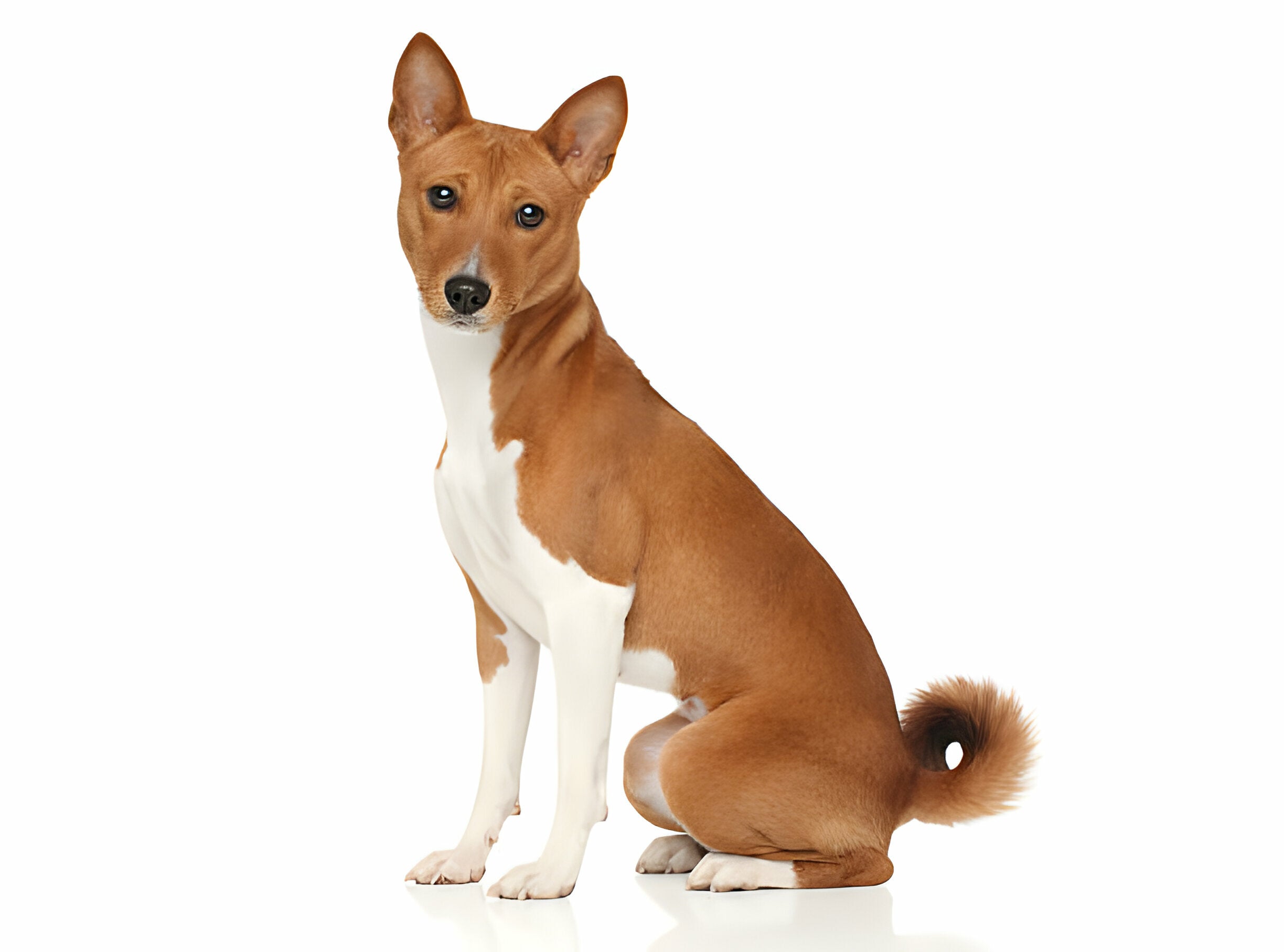 Der Basenji im Rasseportrait