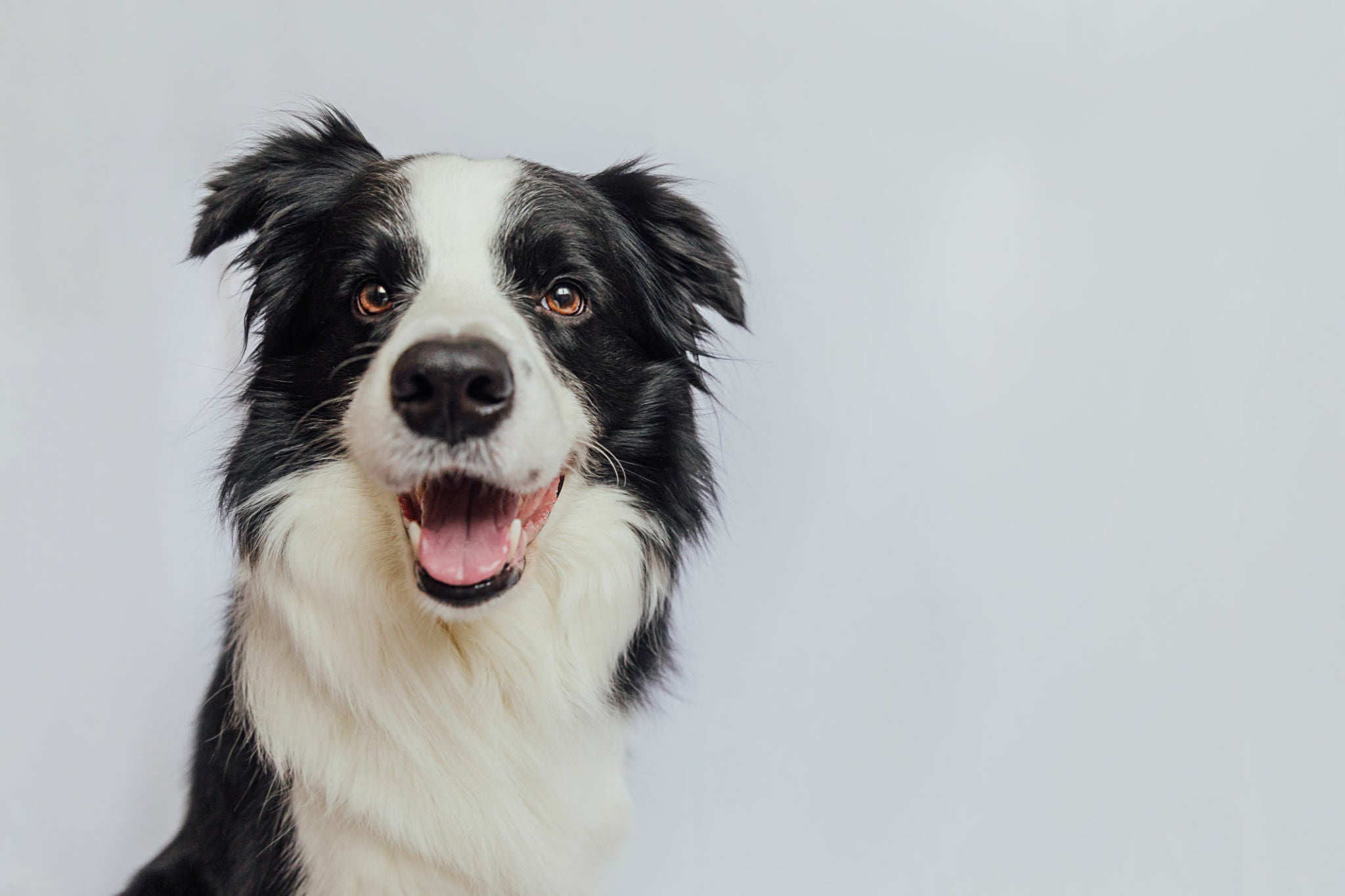 Der Border Collie im Rasseportrait