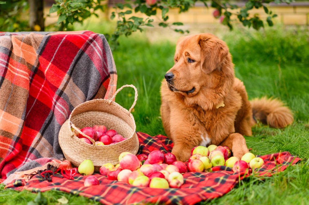 Äpfel für Hunde: Können Hunde Äpfel essen?