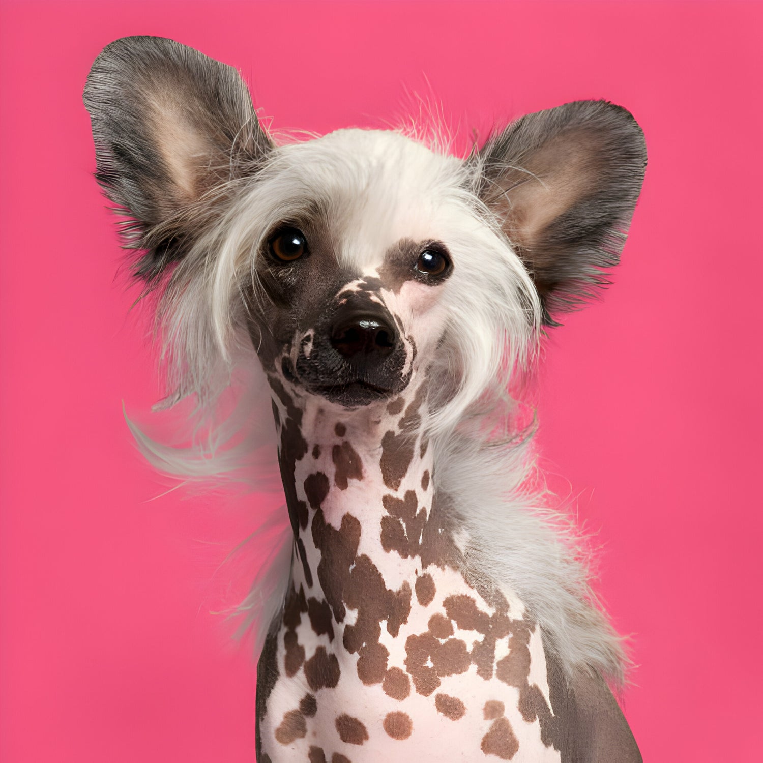 Der Chinese Crested im Rasseportrait