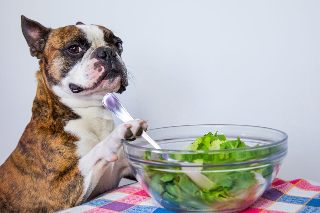 Ob Staudensellerie, Stangensellerie, roher oder gekochter Sellerie: Dürfen Hunde Sellerie essen?