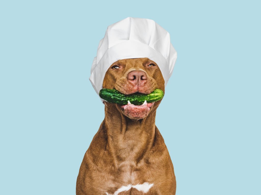 Saure Gurken, Gewürzgurken, Salatgurken oder auch einfach nur rohe Gurken: Dürfen Hunde Gurken essen?