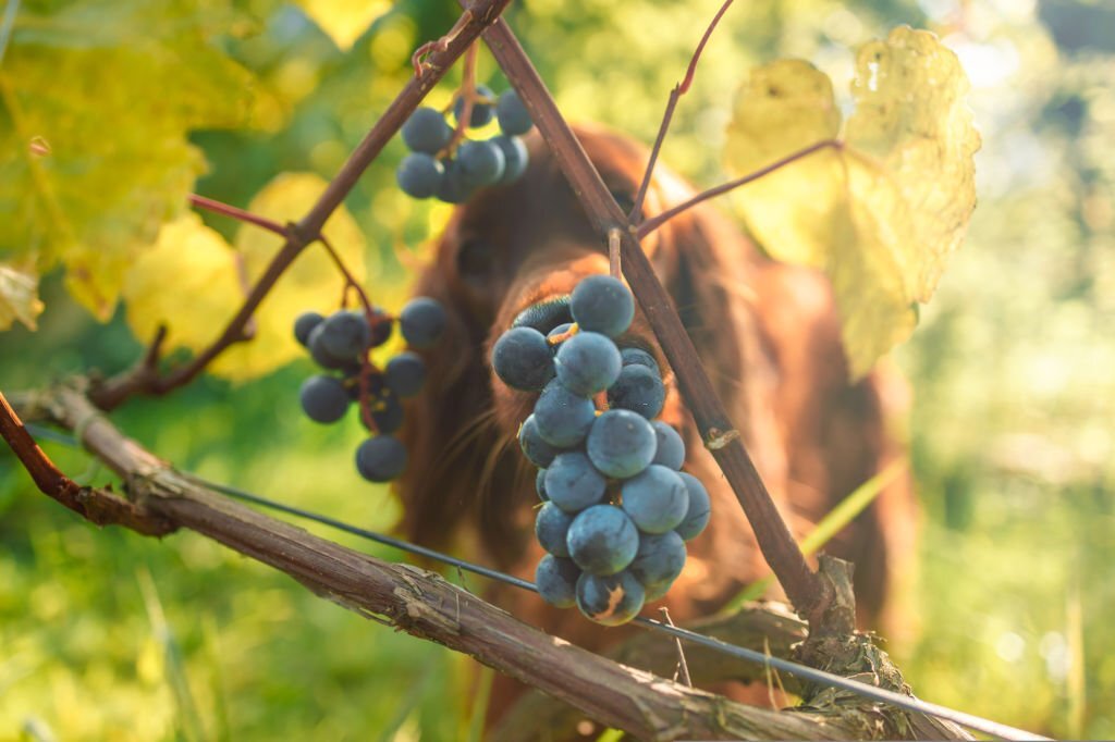 Dürfen Hunde Weintrauben essen oder sind Weintrauben giftig oder gar tödlich für Hunde? Auf welche Symptome du achten solltest und wie viele Weintrauben für deinen Hund erlaubt sind erfährst du hier.