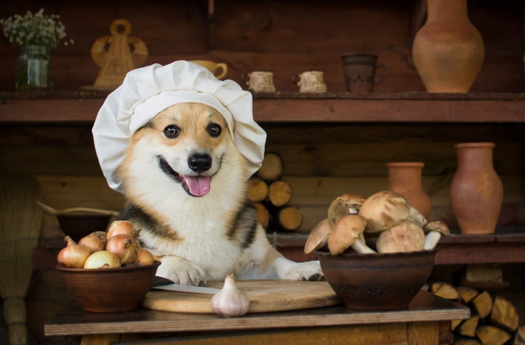 Ob roh oder gekocht: Dürfen Hunde Pilze essen oder sind sie giftig für sie?