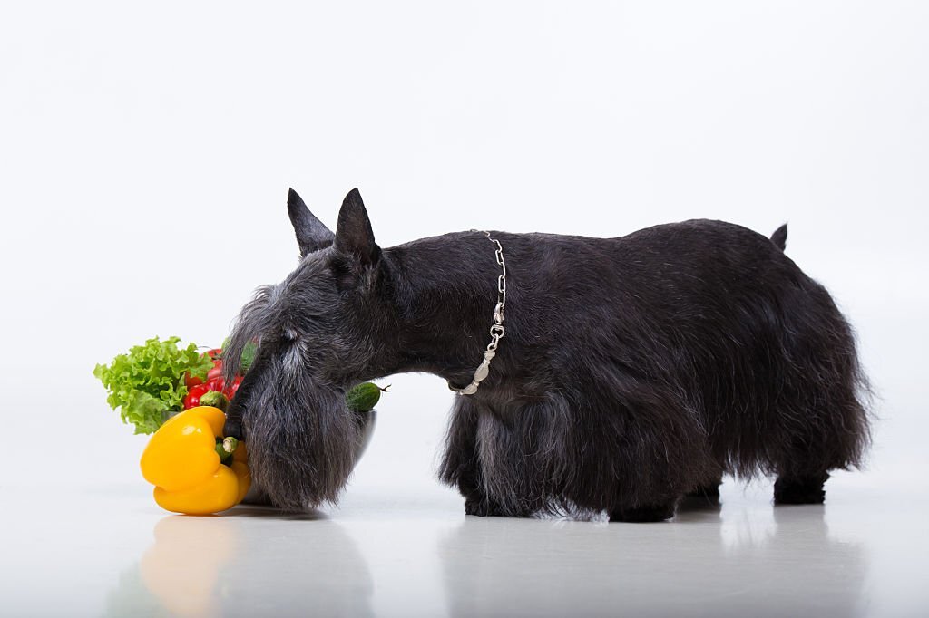 Fragst du dich, ob Hunde Paprika essen können oder ob Paprika giftig für Hunde ist? Hunde können Paprika essen, sowohl roh als auch gekocht.