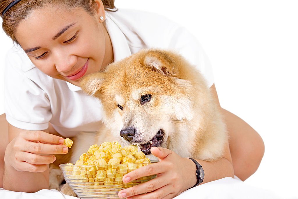 Hund mit Popcorn: Dürfen Hunde Popcorn essen?