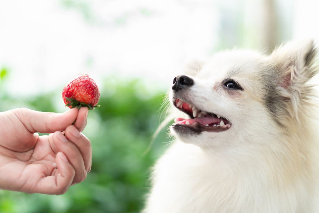 Erdbeeren für Hunde: Dürfen Hunde Erdbeeren essen oder sind sie giftig für sie?