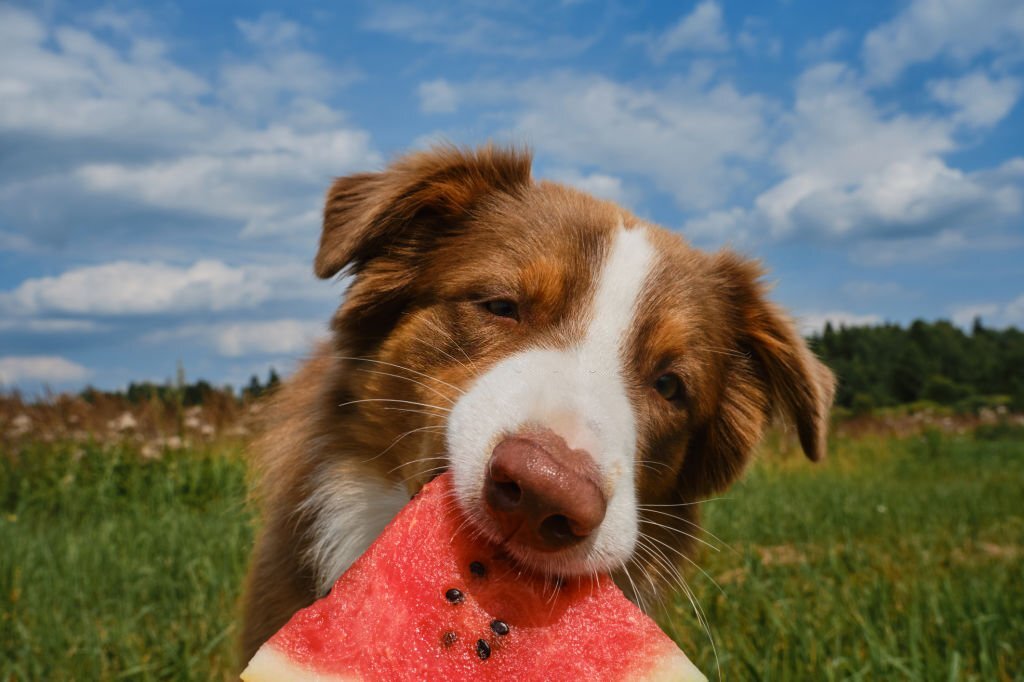 Wassermelonen für Hunde: Dürfen Hunde Wassermelone essen?