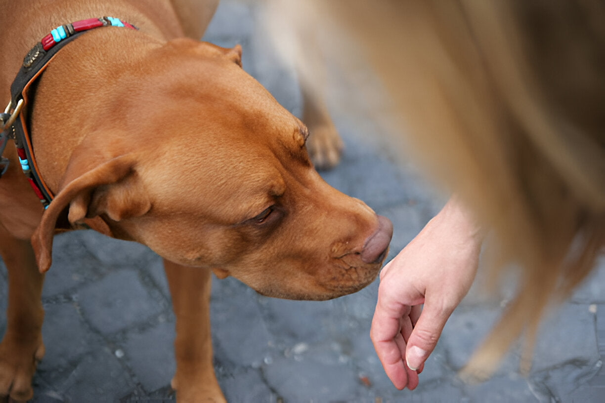 Warum dein Hund Angst vor neuen Menschen hat und wie du ihm helfen kannst