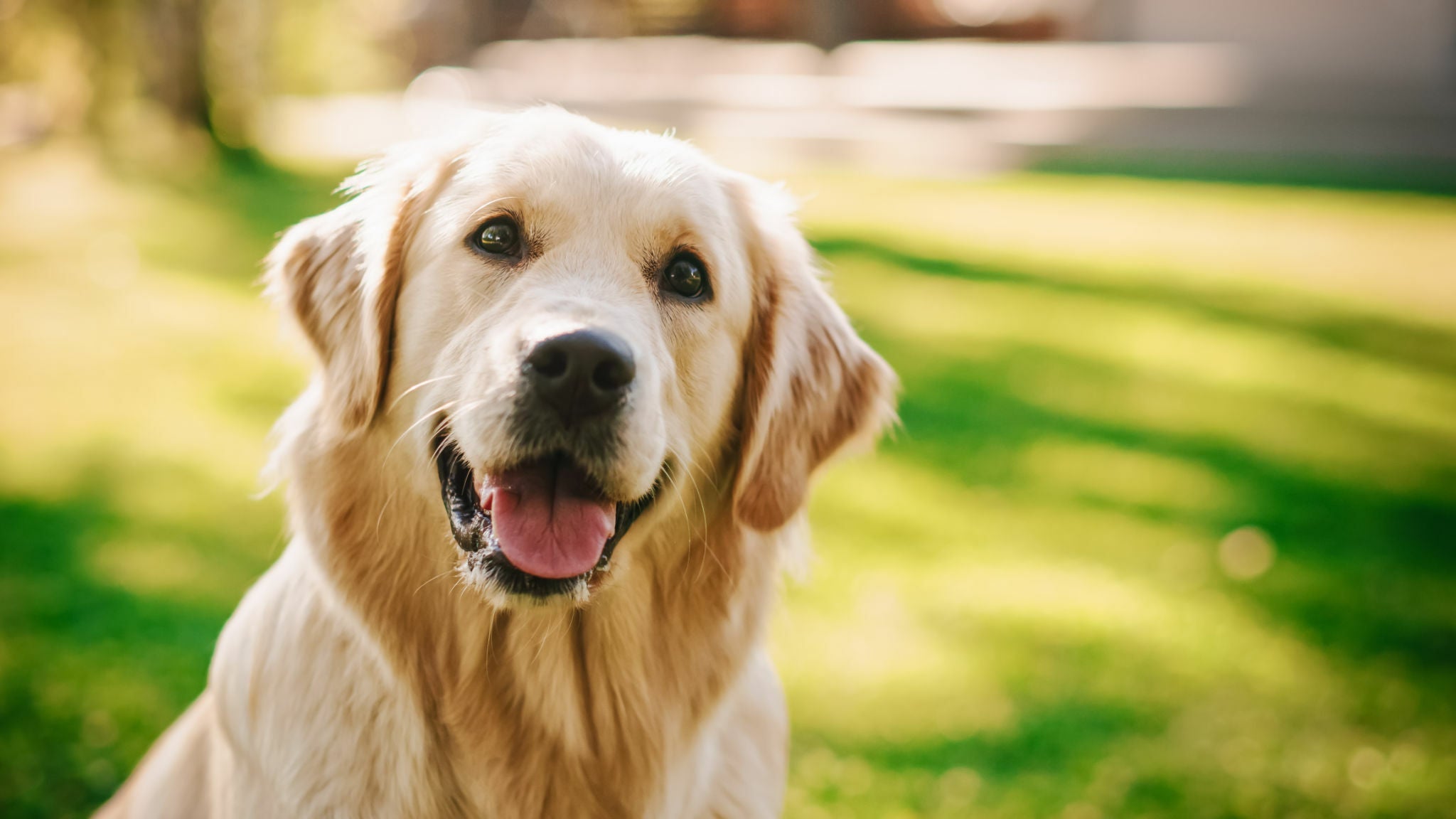 Der Charme des Golden Retrievers