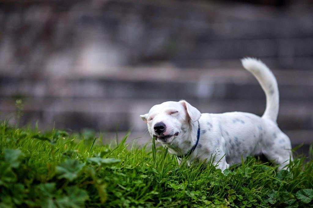 Warum fressen Hunde Gras? Grasfressen ist ein normales Verhalten bei Hunden, aber im Herbst können Grasmilben ein Problem sein. Besonders bei Hunden mit dichtem Fell wie dem x-Herder.