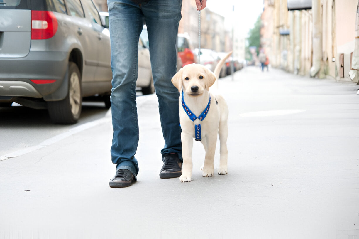 Leinenführigkeit für Welpen und Hunde: Schritt-für-Schritt-Anleitung