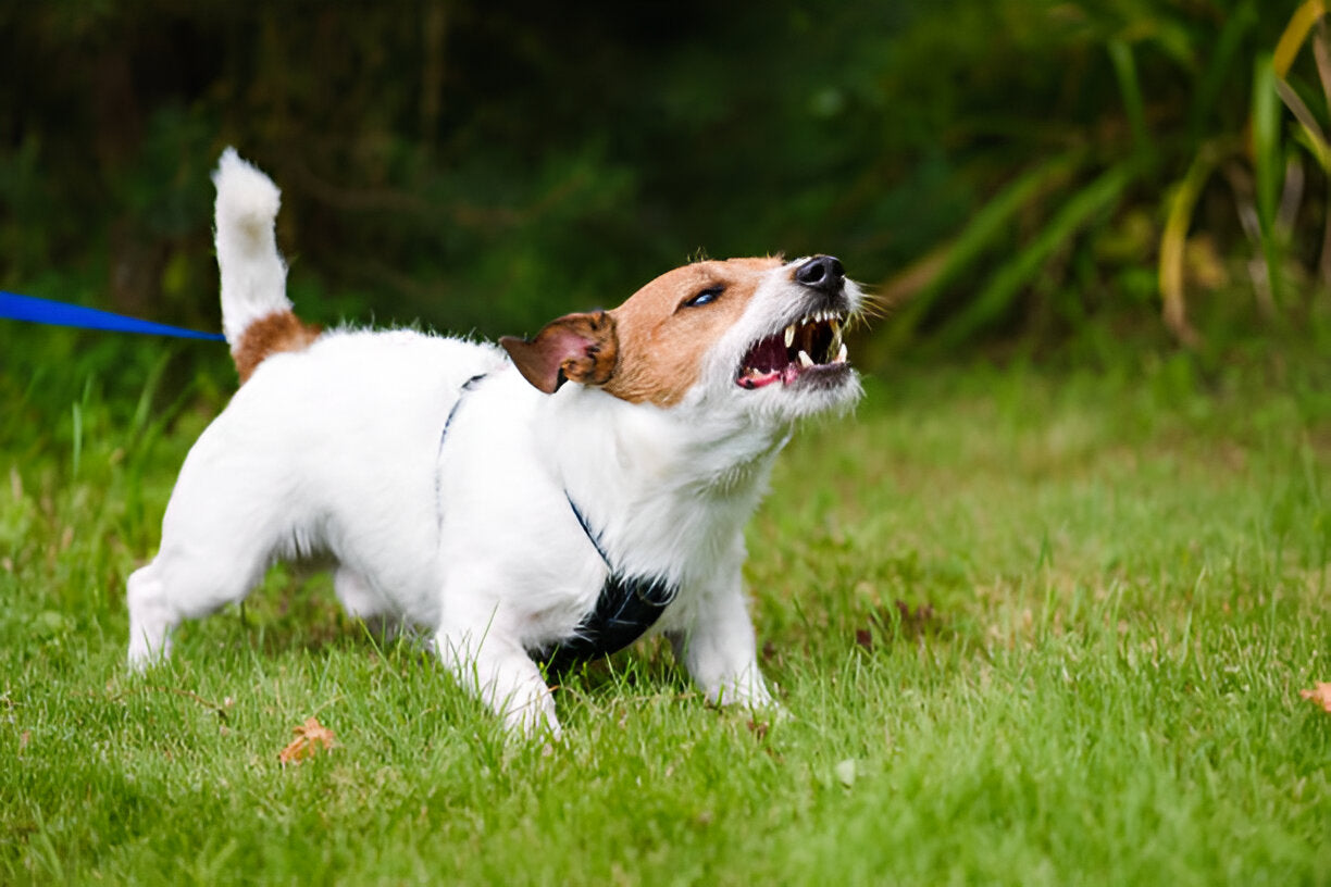 Reaktivität und Aggression bei Hunden