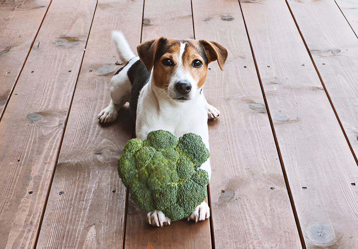 Pflanzliche Ernährung für Hunde: Chancen, Risiken und Umweltaspekte im Fokus