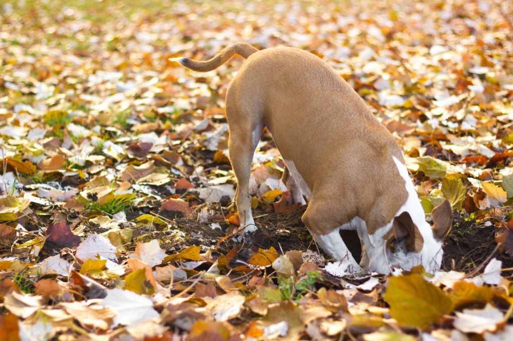 Hund vergräbt Knochen im Garten