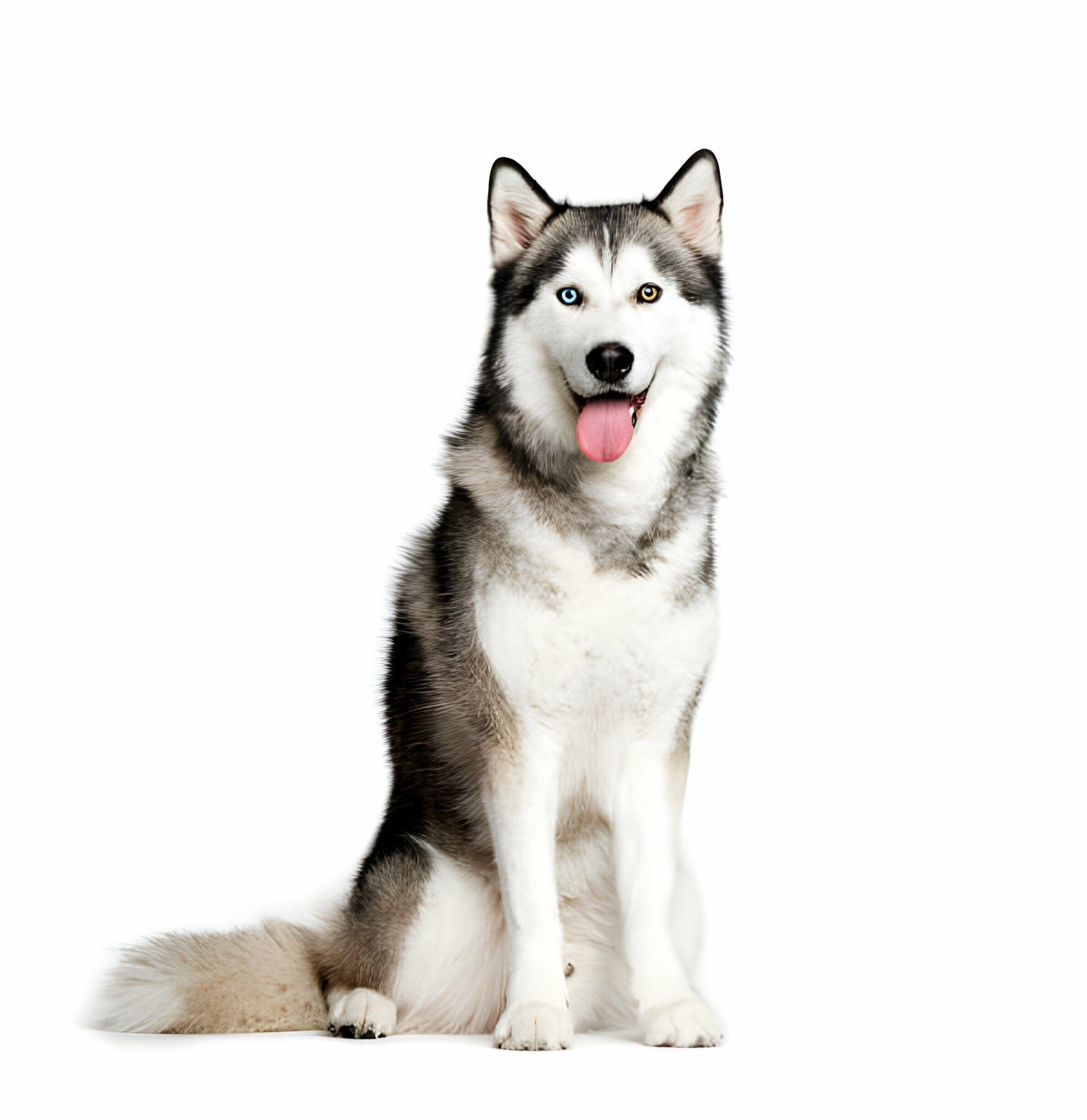 Der Husky im Rasseportrait