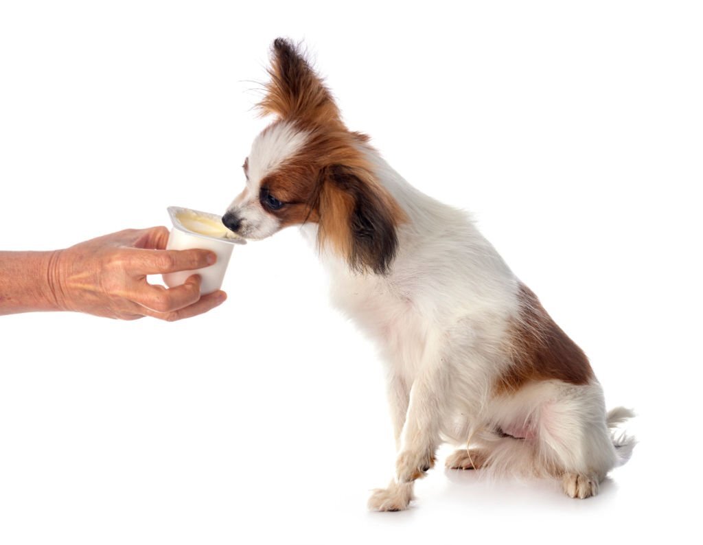 Griechischer, Soja- oder Joghurt mit Haferflocken: Dürfen Hunde Joghurt essen?