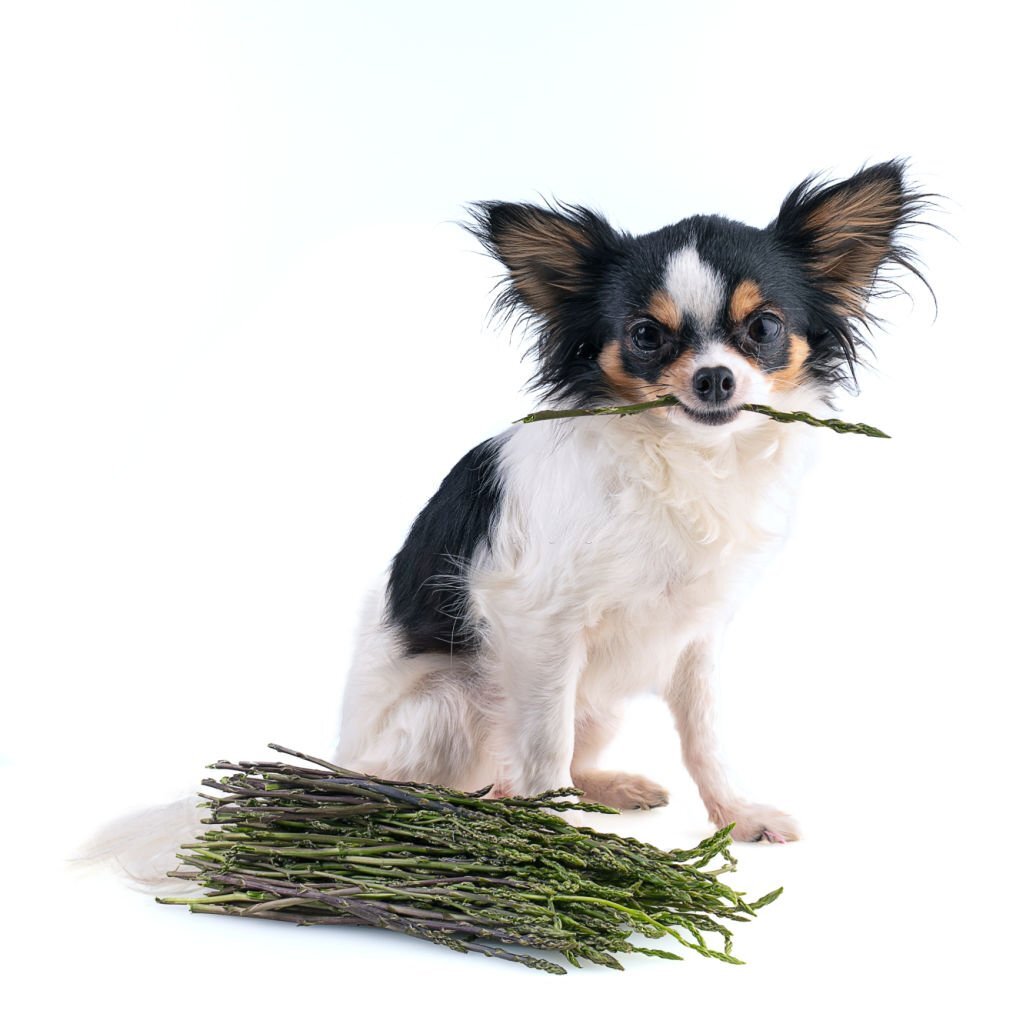 Grüner Spargel, weißer Spargel oder roher Spargel: Dürfen Hunde Spargel essen?