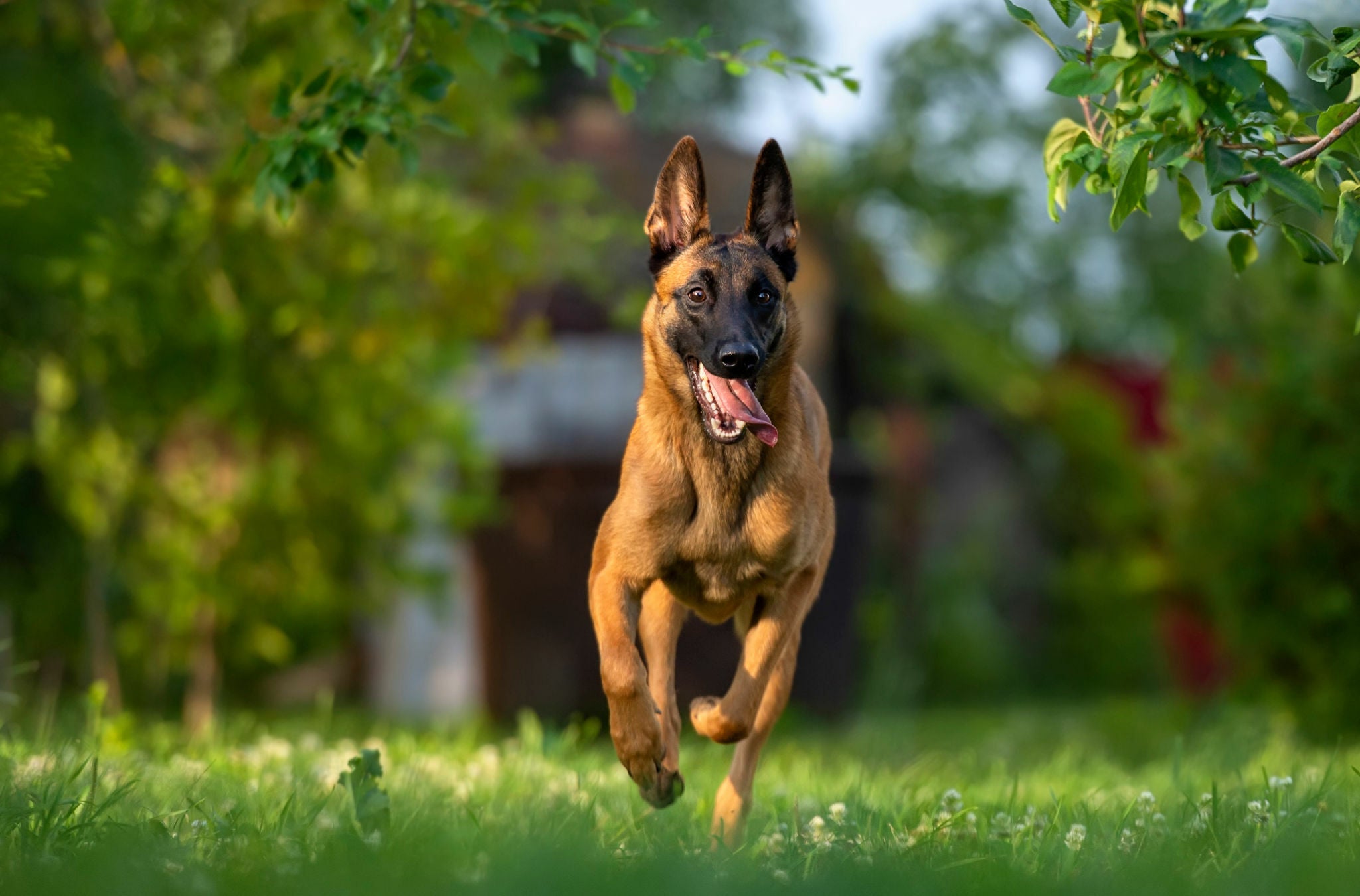 Der Malinois im Rasseportrait