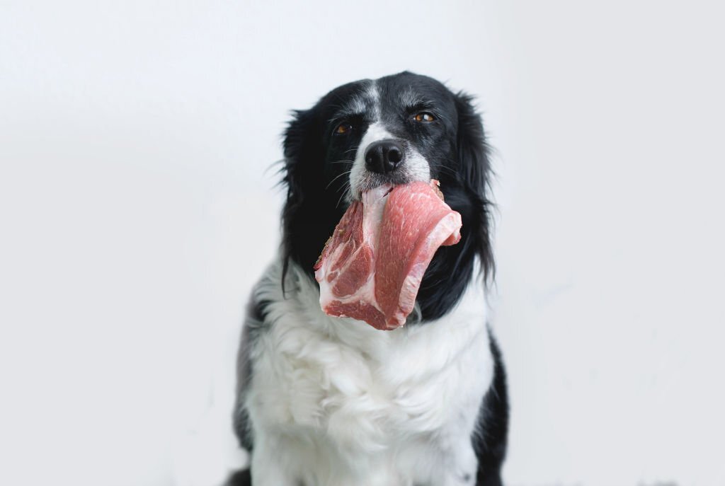 Sind Hunde Fleischfresser? Hunde und der Bedarf nach Fleisch 