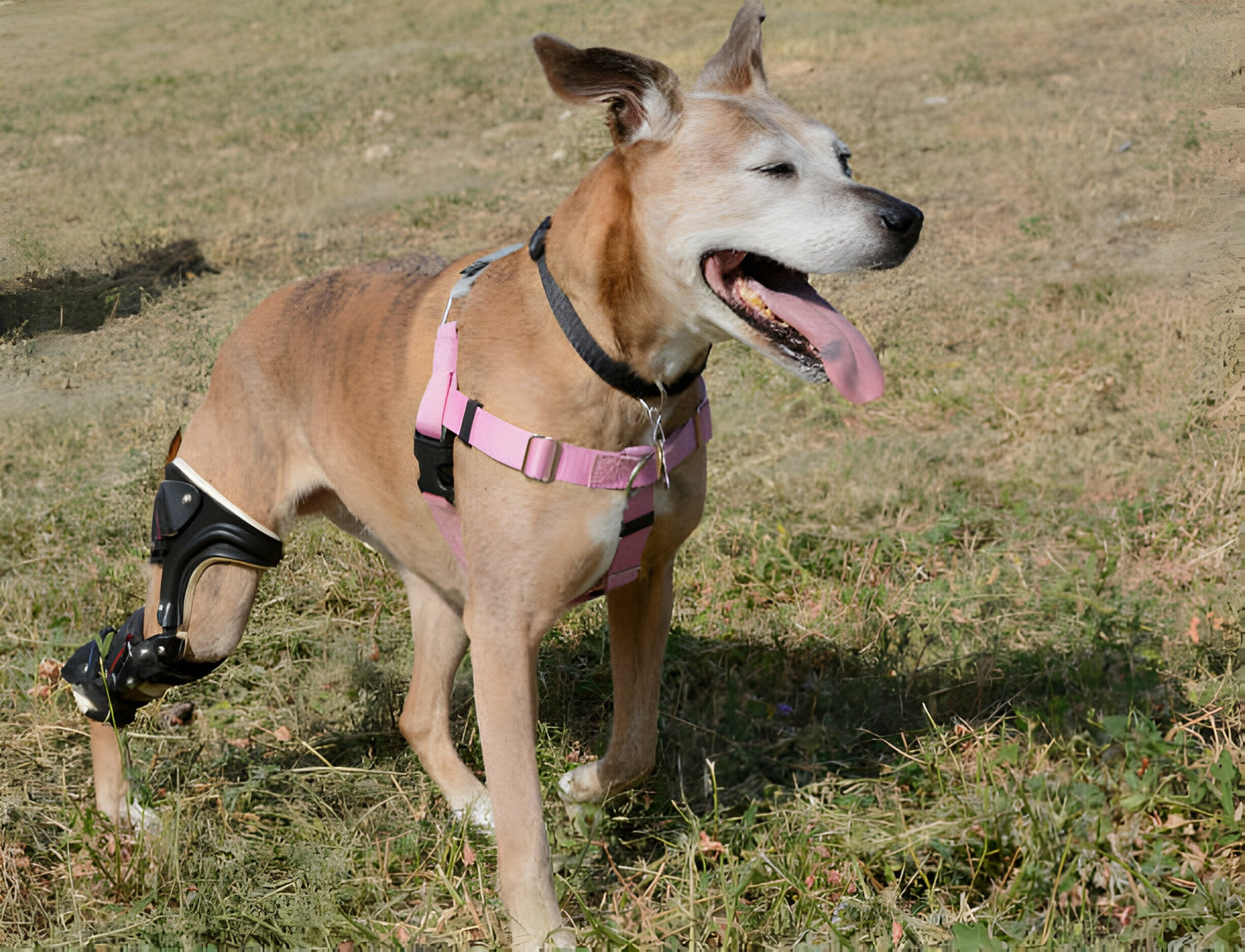 Die Patellaluxation beim Hund