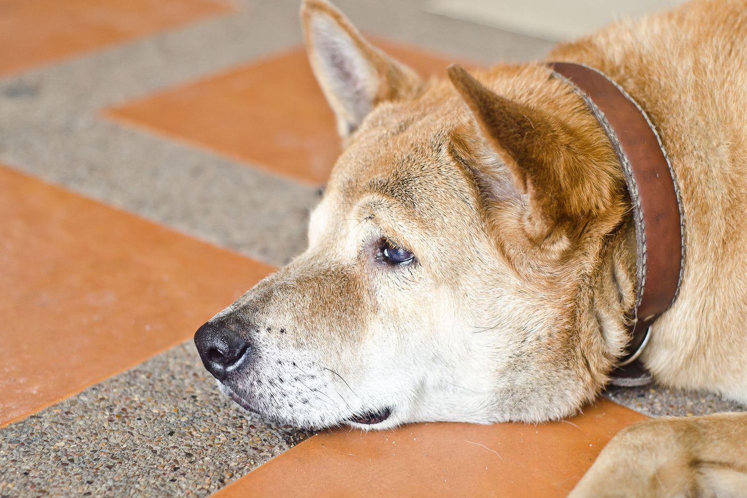 Hunde umrunden das stille Örtchen, aber warum? 