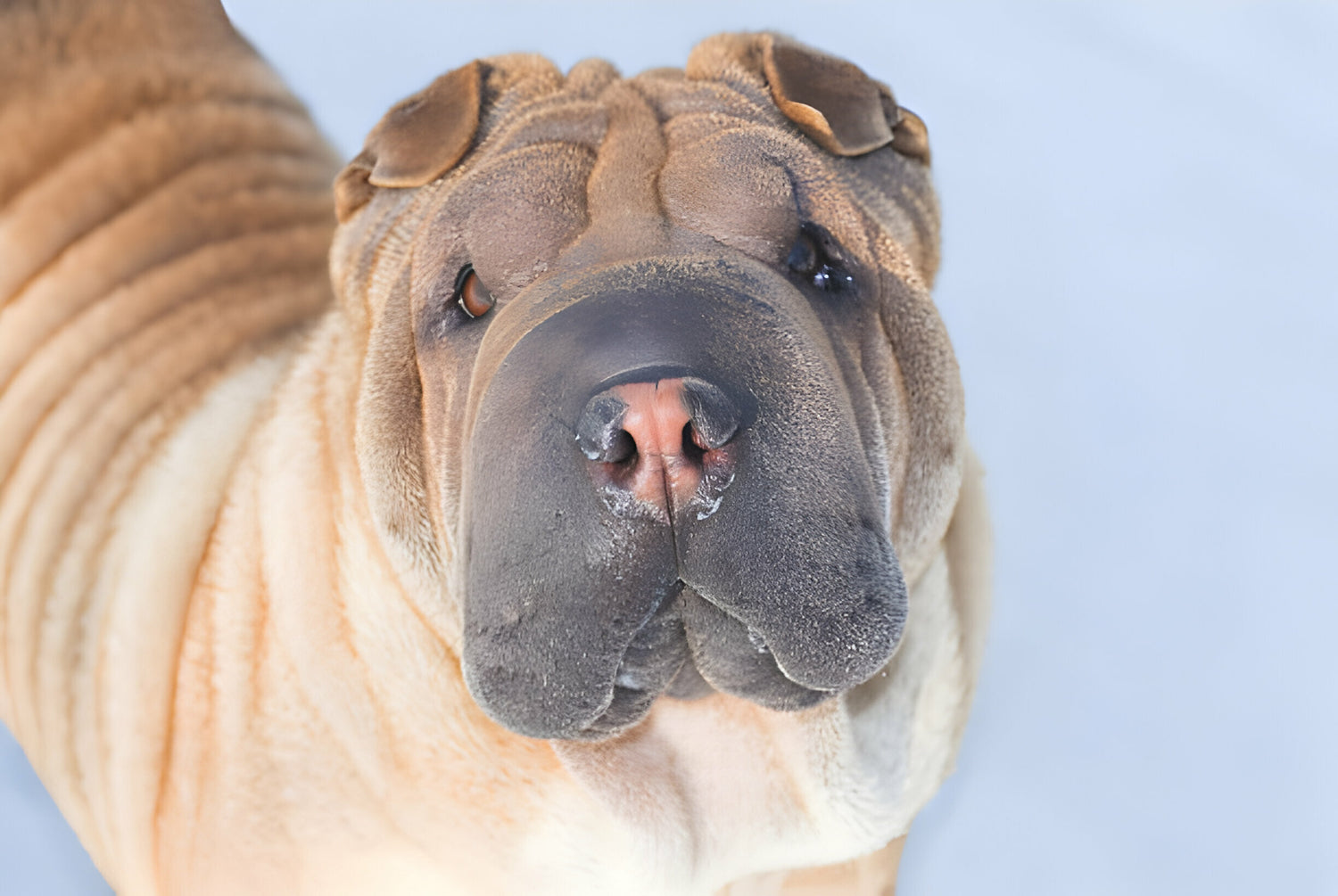 Der Shar Pei im Rasseportrait