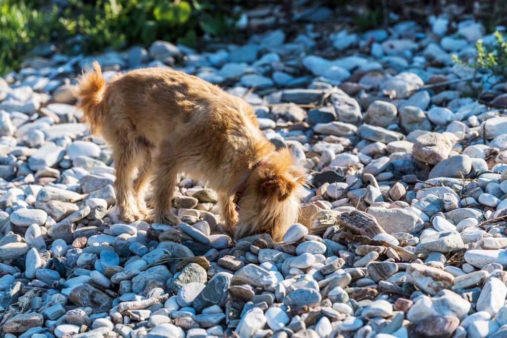 Dein Hund frisst Steine - wie abgewöhnen? Und was ist zu tun, wenn dein Hund Steine gefressen hat?